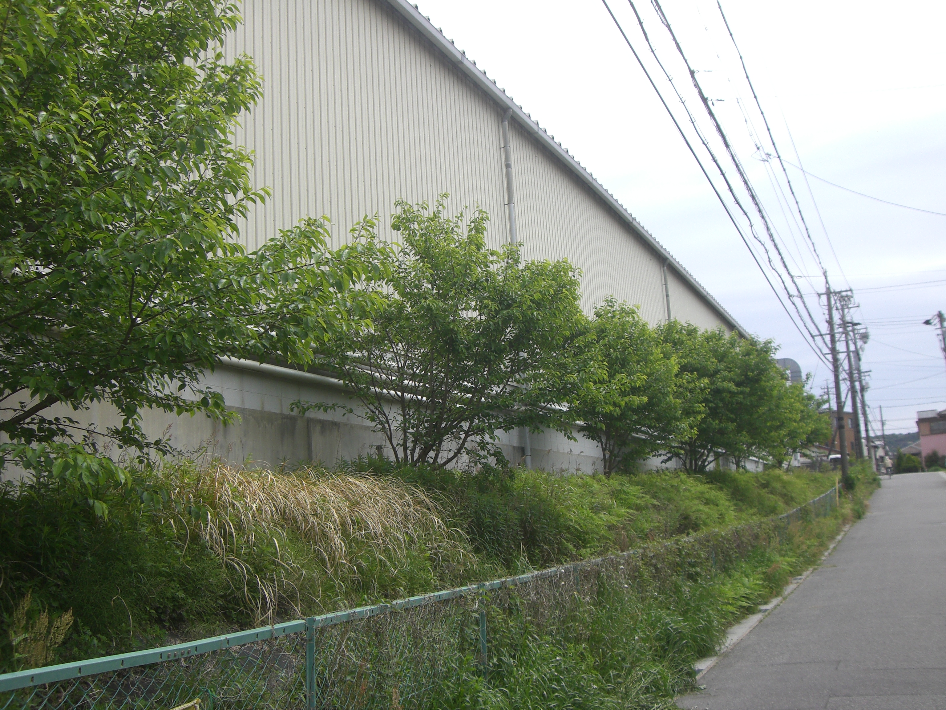 服部工業のきれいな緑色に衣替えした桜（岡崎市）